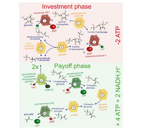 The glycolytic pathway. The ten enzyme-catalysed steps of glycolysis... | Download Scientific ...