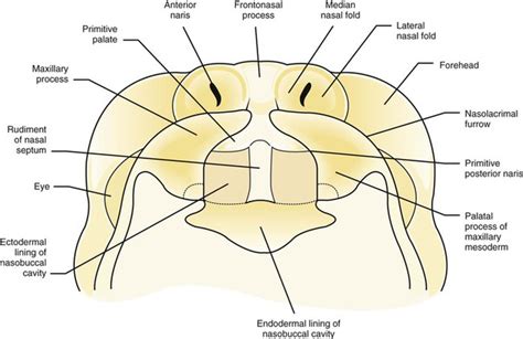 5: Developmental Disorders | Pocket Dentistry