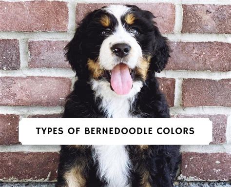 Bernedoodle Colors – Tricolor, Black, White, Brown, etc.