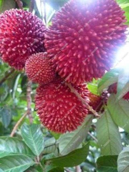 Durian Seeds 5 pcs - BuyingSeed.com - Free Shipping - Up to 70% OFF