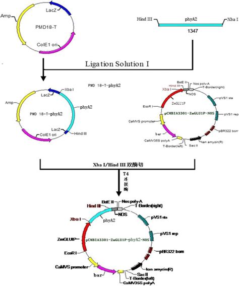 The process of the construction of plant expression vector | Download Scientific Diagram