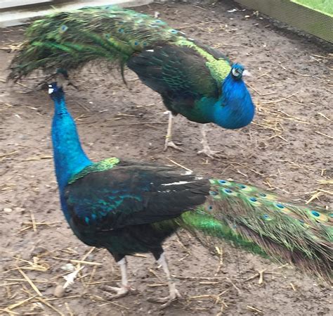 Black Shouldered Peafowl - Peacocks UK