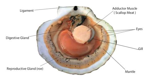 Scallop Anatomy