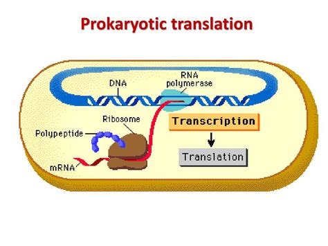 PPT - Prokaryotic gene regulation PowerPoint Presentation, free download - ID:3057959