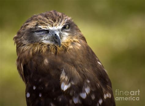 The Little Owl Photograph by Ang El - Fine Art America