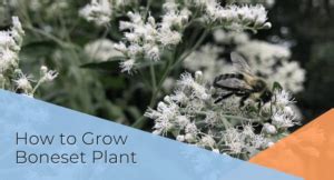 How to Grow Boneset Plant | Boneset Plant Care - Home Garden First