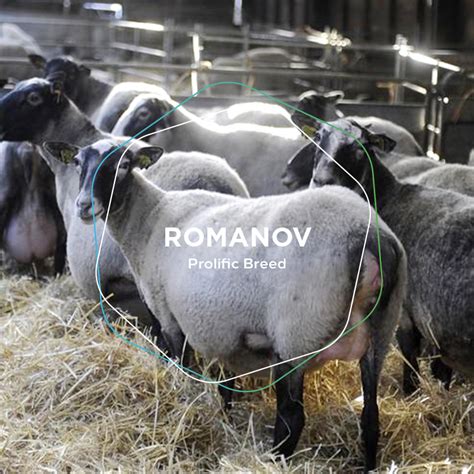 Romanov / Prolific Breed - breed of sheep - Geode UK