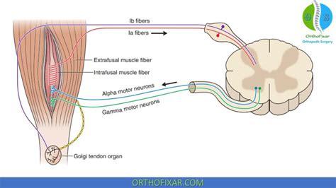 Muscle Stretch Reflexes | OrthoFixar 2024