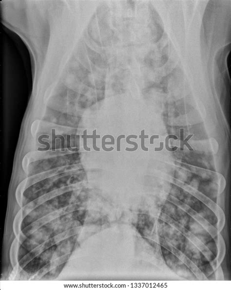 Ventrodorsal Vd Chest Xray Radiograph Dog 스톡 일러스트 1337012465 | Shutterstock