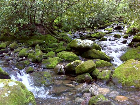 American Travel Journal: Roaring Fork Motor Nature Trail - Great Smoky ...