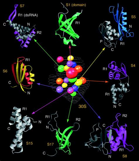 Ribosomal protein structures: insights into the architecture, machinery and evolution of the ...