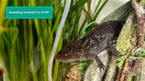 Breeding Axolotls For Profit: [Commercial Axolotl Breeding]