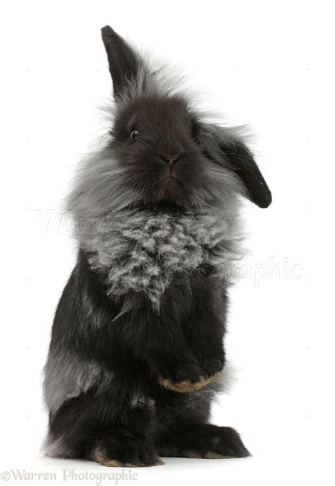 Black Lionhead rabbit standing up photo WP47562