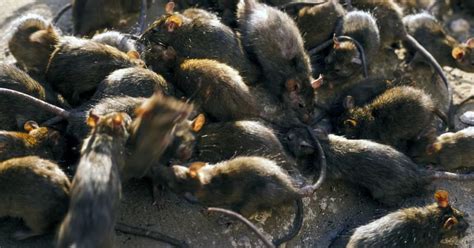 Huge rat infestations could hit pubs and restaurants when they open after lockdown - Mirror Online