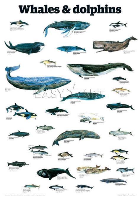 A poster showing cetaceans mammals adapted to exclusive oceanic life. Whales and dolphins have ...