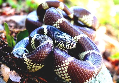 California Kingsnake - Poisonous Snakes In Southern California