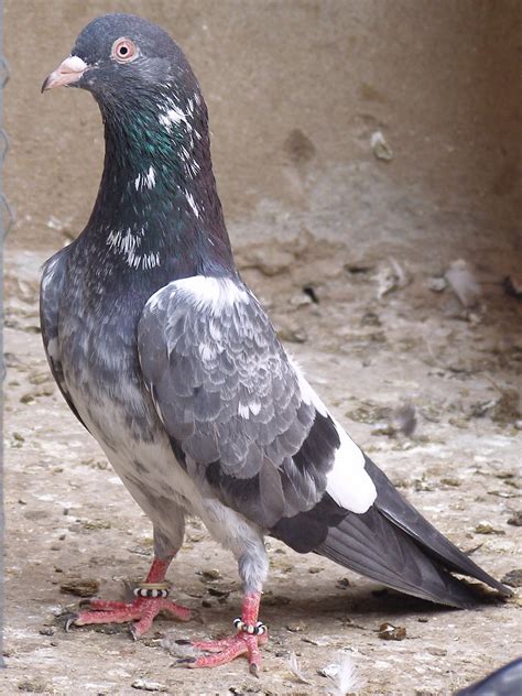 Pakistani Tipplers (Kabootar Baaz) | UK & USA Pigeons | Fancy Pigeons ...