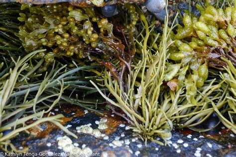 Maine Seafood Guide - Seaweed - Maine Sea Grant - University of Maine