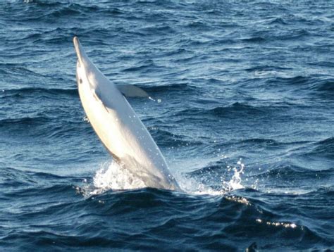 Australian Humpback Dolphin - Dolphin Research Australia.Org