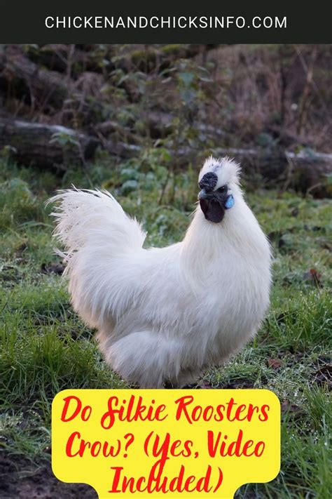 Do Silkie Roosters Crow? (Yes, Video Included) - Chicken & Chicks Info