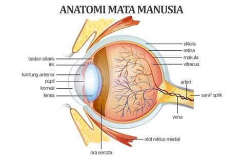 Mengenal 12 Bagian Mata dan Fungsinya – National Eye Center