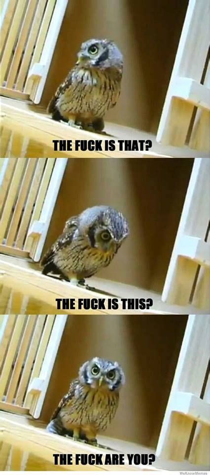 Little owl want answers lol | Funny owls, Funny owl pictures, Owl