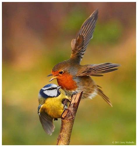 Territorial dispute. European robin (Erithacus rubecula) y Eurasian blue tit (Cyanistes ...