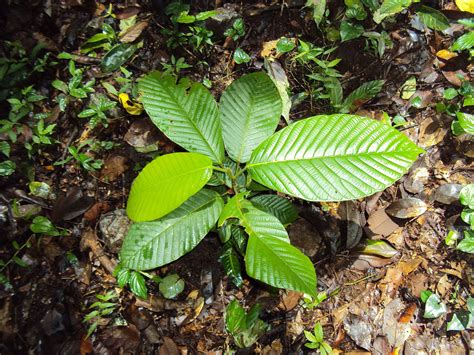 How to Plant and Grow Dipterocarpus (Apitong) | Flower Glossary