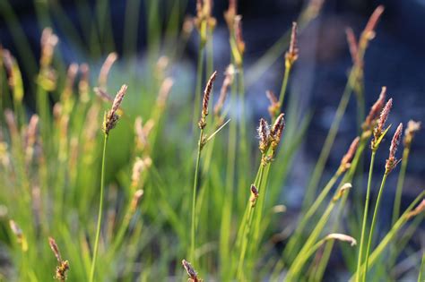 Carex pensylvanica, Pennsylvania Sedge at Toadshade Wildflower Farm