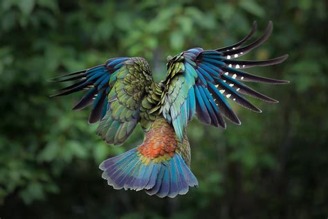colorful birds - Google Search | Animals beautiful, Beautiful birds ...
