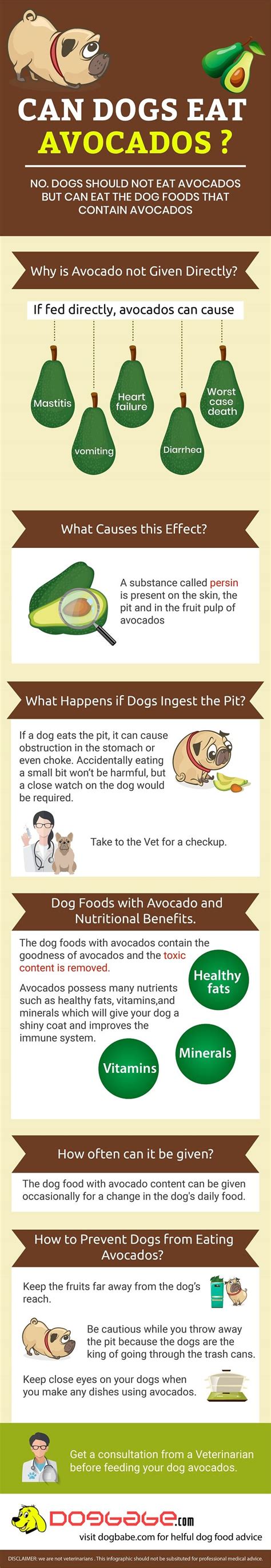 Can Dogs Eat Avocado? Here Is The Right Way To Feed Avocados To Your Pet