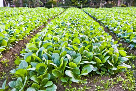 How to Plant Spinach in Your Garden (Tricks to Care!)