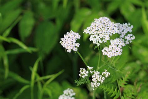 The Healing Powers and Symbolism of Yarrow – A to Z Flowers