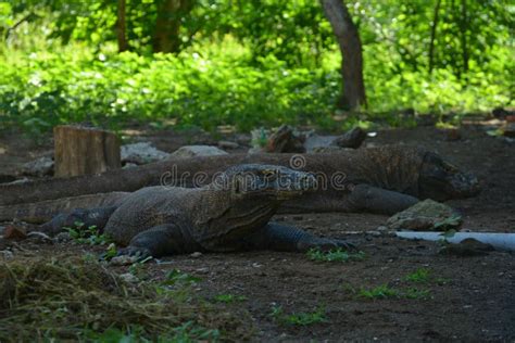 Komodo Dragon on Komodo Island Stock Photo - Image of dragon, lazy ...