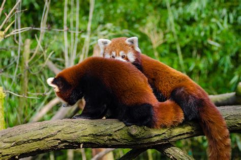 Red Panda on Bamboo Tree Branc · Free Stock Photo