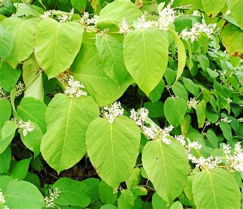 Resveratrol 98%, Japanese Knotweed(Polygonum Cuspidatum) Extract