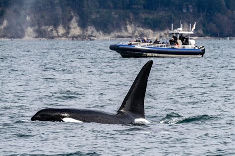 2023 Half-Day Anacortes Whale and Wildlife Watching Guided Adventure