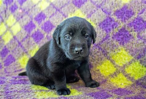 Can White Labs Have Black Puppies? - PatchPuppy.com