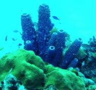 Coral Reef Ecology (Kaczmarsky) - Institute for Tropical Ecology and Conservation