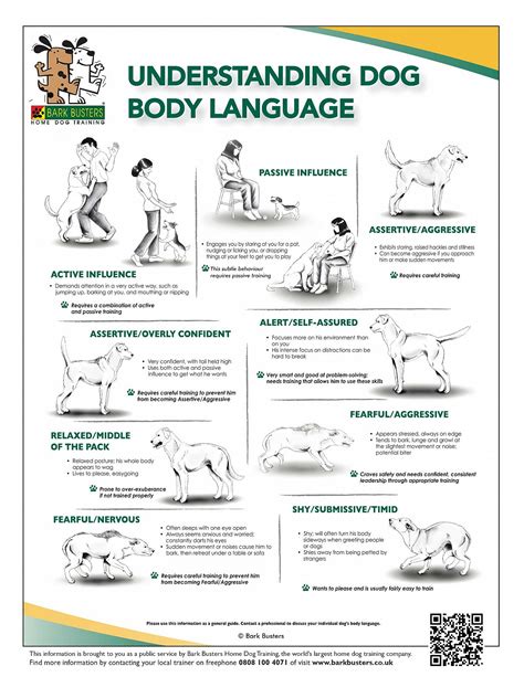 Dog Training Tips | Understanding Dog Body Language