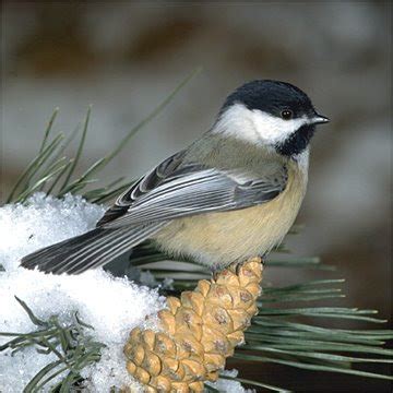 Maine State Bird Chickadee Pictures | State Birds