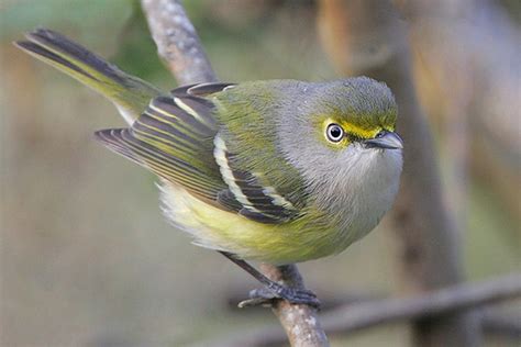 White-eyed Vireo - ID, Facts, Diet, Habit & More | Birdzilla