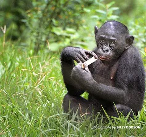 Celebrating bonobo conservation on International Primate Day | African ...