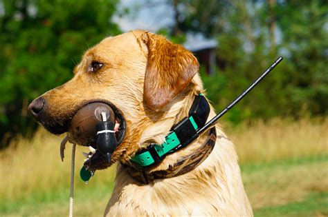 Best GPS Dog Collars of 2023 | Outdoor Life