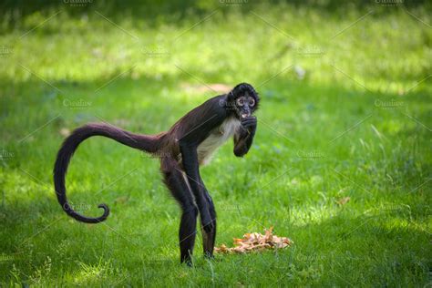 Portrait of geoffroy's spider monkey featuring monkey, eating, and ...