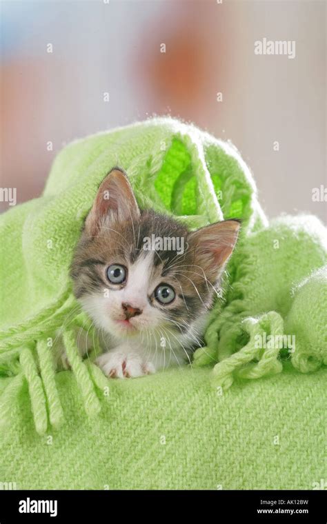 domestic cat - kitten lying under blanket Stock Photo - Alamy