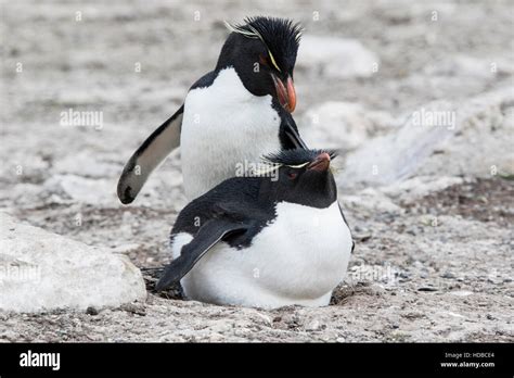 rockhopper penguin (Eudyptes chrysocome) two birds in courtship in breeding colony Falkland ...