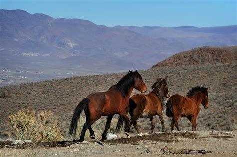 Lack of food leads to wild horse roundup in eastern Nevada | Las Vegas Review-Journal