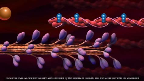 Muscle Contraction - Cross Bridge Cycle - YouTube