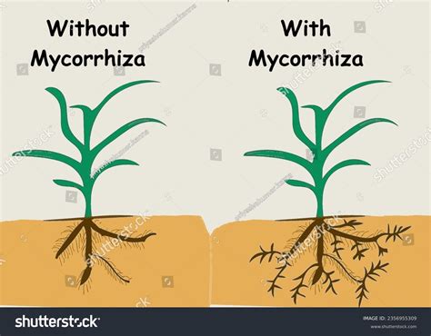 plant with mycorrhiza versus plant without - Royalty Free Stock Vector 2356955309 - Avopix.com